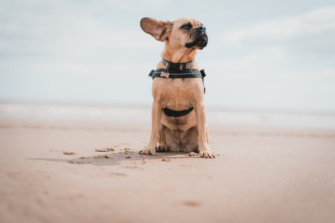 Dog Days of Summer “ruff” on your skin? I’ve got you!